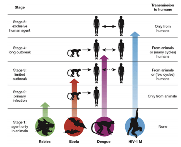 En gentænkning af vores landbrug kan mindske risikoen for nye&nbsp;sygdomme