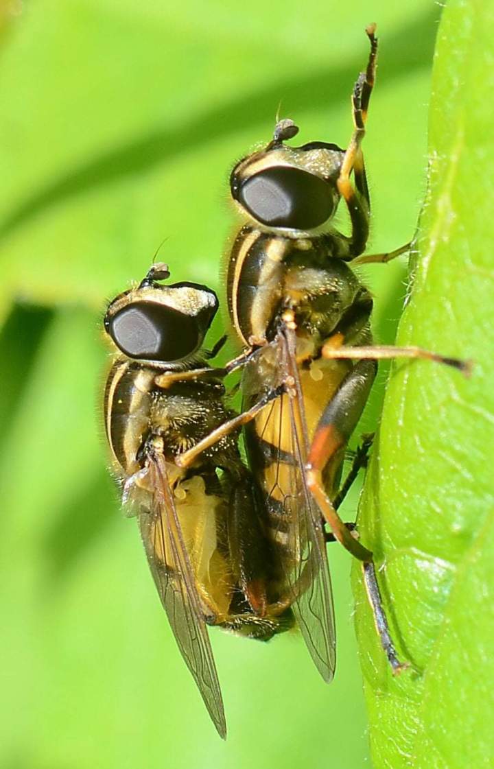 Glæden ved en vild&nbsp;have